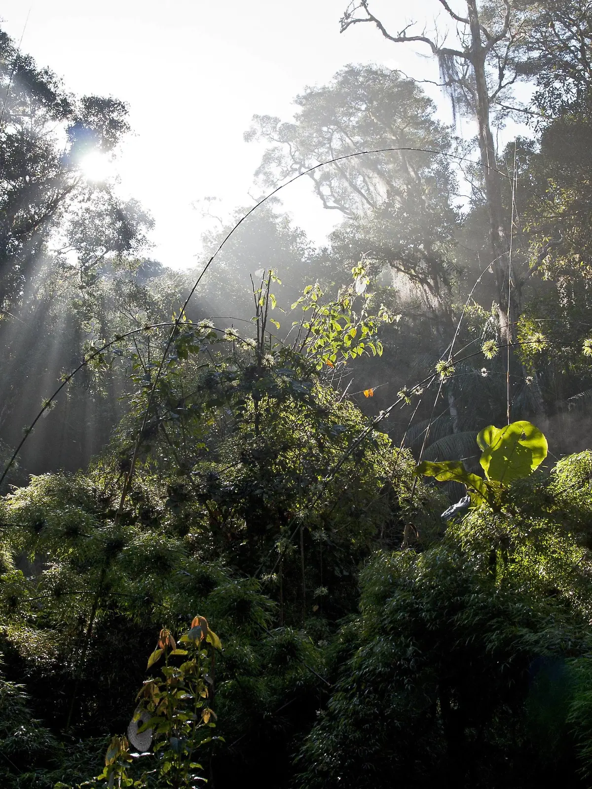 Rubinkehltangare, Rubinkehl-Tangare (Nemosia rourei), atlantischer Regenwald, Lebensraum des Rubinkehltangaren, Brasilien cherry-throated tanager (Nemosia rourei), Atlantic Rainforest, Brazil BLWS510238 Copyright: xblickwinkel/AGAMI/A.xNussex  