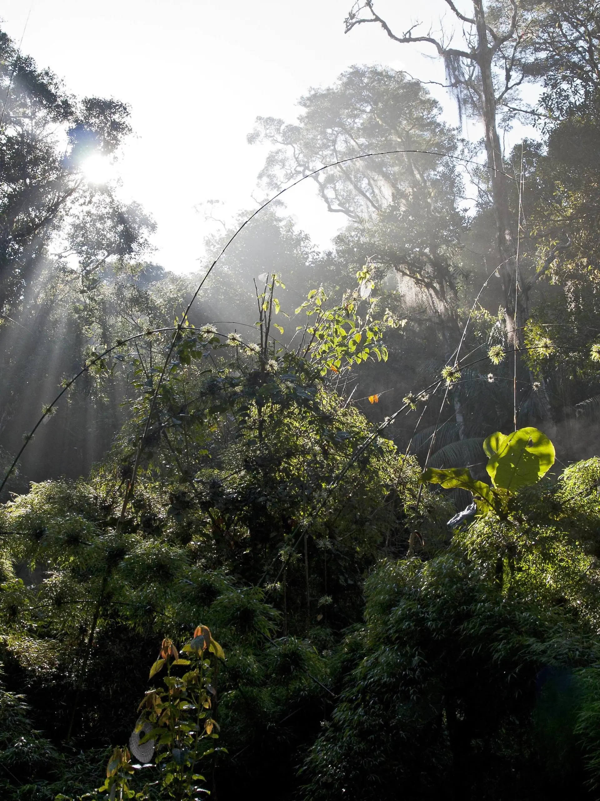 Rubinkehltangare, Rubinkehl-Tangare (Nemosia rourei), atlantischer Regenwald, Lebensraum des Rubinkehltangaren, Brasilien cherry-throated tanager (Nemosia rourei), Atlantic Rainforest, Brazil BLWS510238 Copyright: xblickwinkel/AGAMI/A.xNussex  