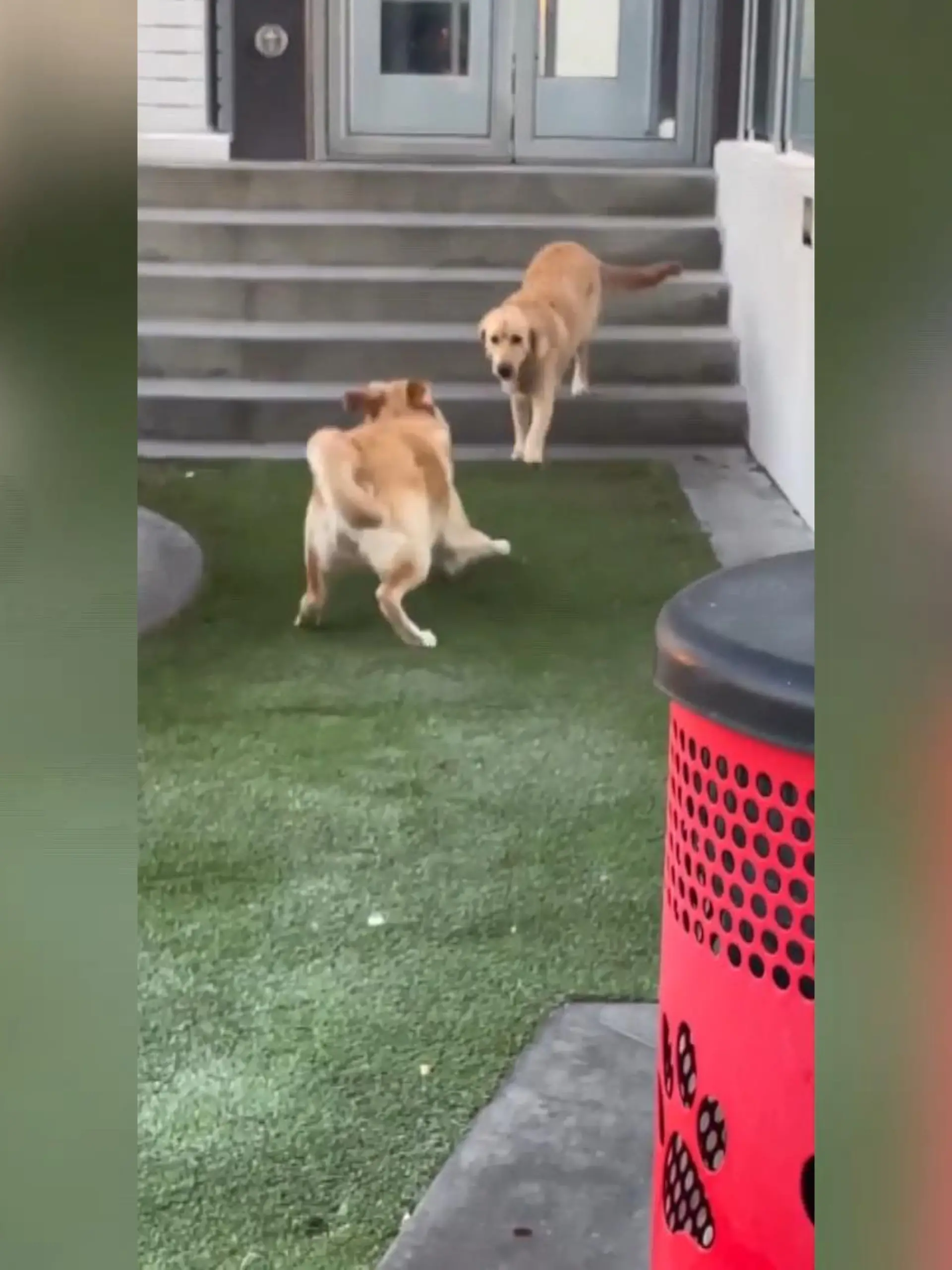 Zwei Hundeschwestern wurden nach der Geburt getrennt. Die sich fremden Besitzer der beiden treffen sich ganz zufällig beim Spaziergang in Kalifornien. Im netten Plausch kommt raus: Die zwei Golden Retriever sind Schwestern.