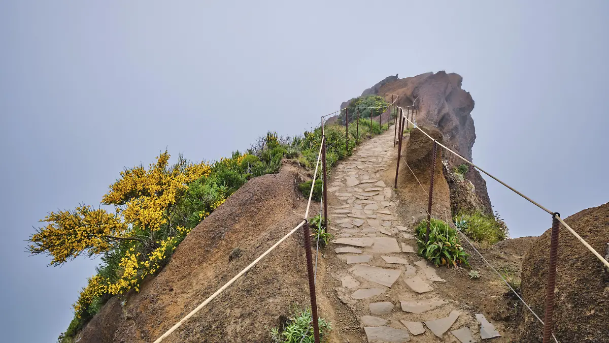 Der Wanderweg in den Bergen zwischen Pico de Arieiro und Pico Ruivo in Wolken mit blühenden Cytisus Sträuchern, Insel Madeira, Portugal, Europa