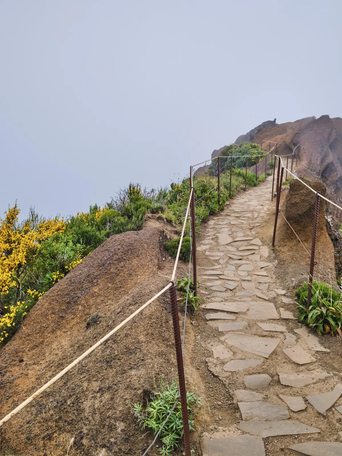 Der Wanderweg in den Bergen zwischen Pico de Arieiro und Pico Ruivo in Wolken mit blühenden Cytisus Sträuchern, Insel Madeira, Portugal, Europa 