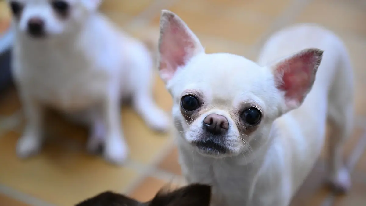Der Chihuahua konnte nur noch tot nach Hause gebracht werden. (Symbolbild)