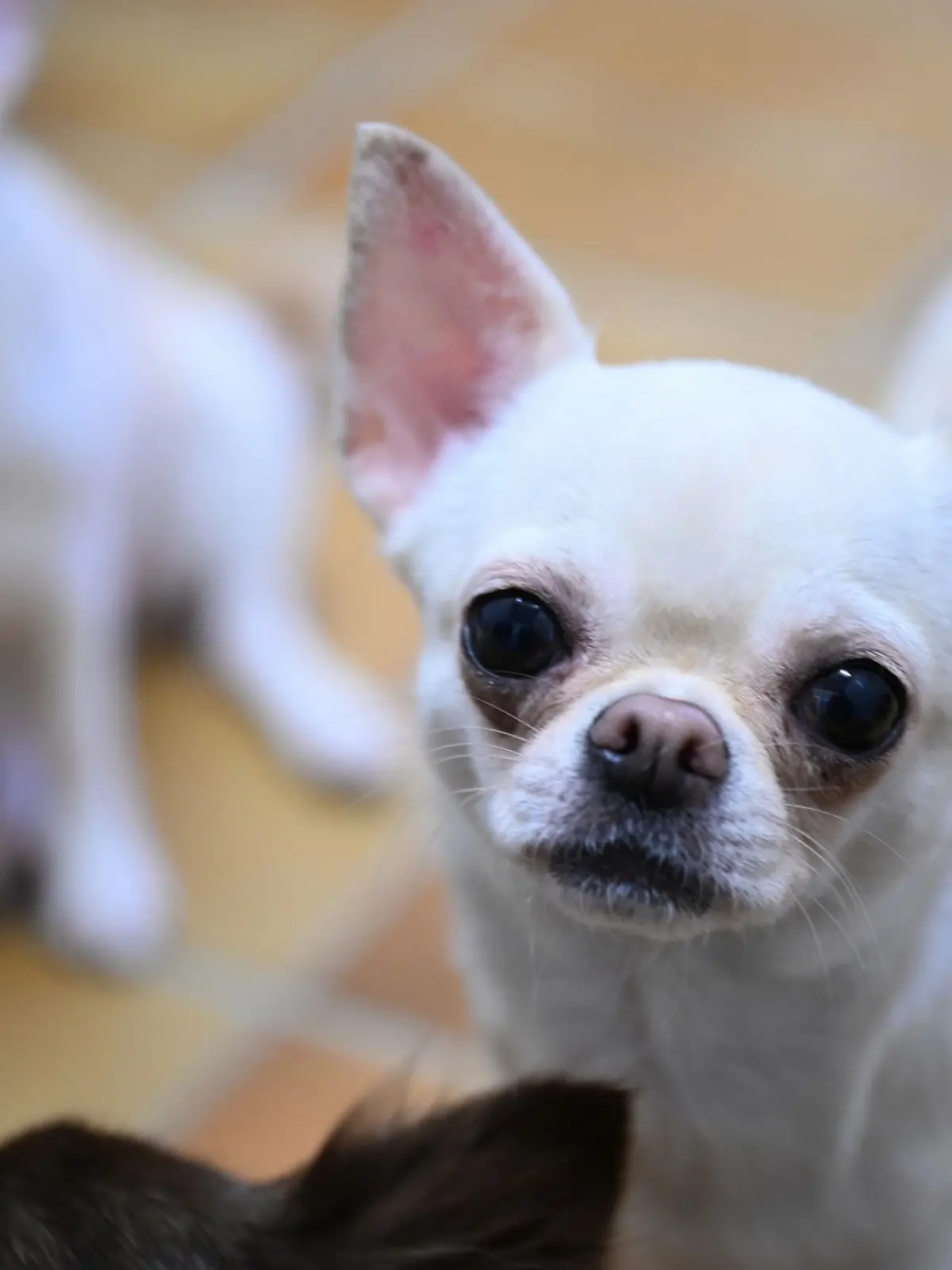 Bild zu: "Unangeleinte Dogge beißt Chihuahua tot"