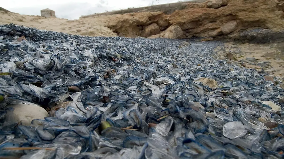 Unzählige Quallen bedecken am Mittwoch (12.05.2004) den Strand im Bezirk Calvia der Baleareninsel Mallorca. Mehrere Strände westlich der Inselhauptstadt Palma werden derzeit von einer Quallenplage heimgesucht. Wie die Zeitung «Diario de Mallorca» berichtete, wurden insgesamt 14 Tonnen Quallen angeschwemmt. Es handelt sich um harmlose Segelquallen, die sich wie Segelschiffe vom Wind über das Meer tragen lassen. Auf dem Strand färben sie den Sand dunkelblau und verbreiten einen widerlichen Gestank. Die Behörden erklärten, die Plage sei unter Kontrolle. Bisher seien neun Tonnen Quallen eingesammelt worden. Foto: Montserrat T. Diez 