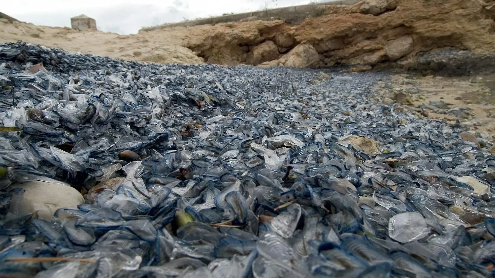 Unzählige Quallen bedecken am Mittwoch (12.05.2004) den Strand im Bezirk Calvia der Baleareninsel Mallorca. Mehrere Strände westlich der Inselhauptstadt Palma werden derzeit von einer Quallenplage heimgesucht. Wie die Zeitung «Diario de Mallorca» berichtete, wurden insgesamt 14 Tonnen Quallen angeschwemmt. Es handelt sich um harmlose Segelquallen, die sich wie Segelschiffe vom Wind über das Meer tragen lassen. Auf dem Strand färben sie den Sand dunkelblau und verbreiten einen widerlichen Gestank. Die Behörden erklärten, die Plage sei unter Kontrolle. Bisher seien neun Tonnen Quallen eingesammelt worden. Foto: Montserrat T. Diez