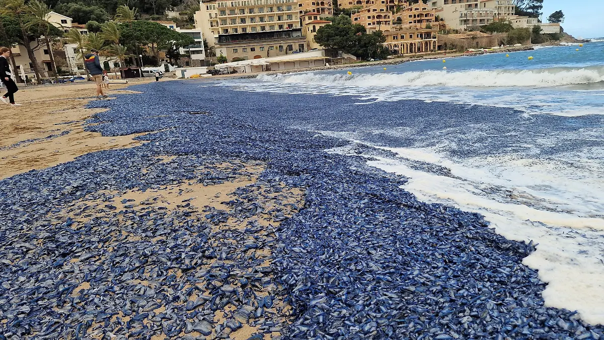 Die Strände im Norden unserer Lieblingsinsel Mallorca erleben zurzeit ihr blaues Wunder.