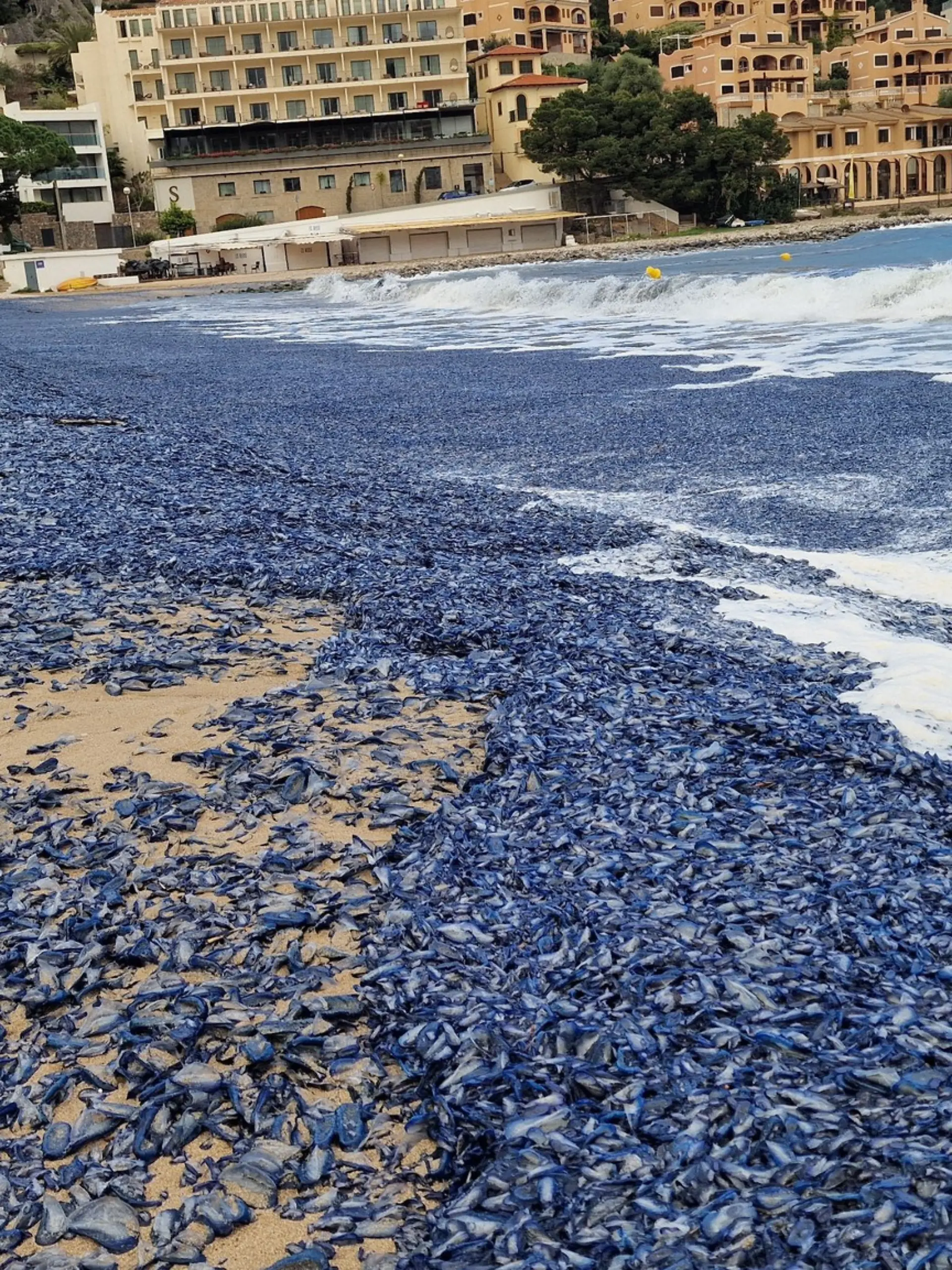 Die Strände im Norden unserer Lieblingsinsel Mallorca erleben zurzeit ihr blaues Wunder.