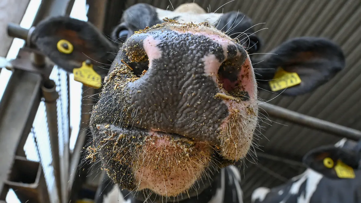 ARCHIV - 11.06.2022, Brandenburg, Angermünde: Eine Milchkuh steht in einem Stall. Zum Klimaschutz will Irland seinen Viehbestand deutlich verringern und erwägt auch die Tötung Zehntausender Milchkühe. (Symbolbild zu «Vorschlag für Klimaschutz: Irland könnte 200 000 Kühe töten») Foto: Patrick Pleul/dpa +++ dpa-Bildfunk +++