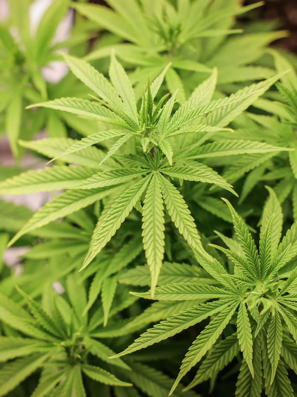 Bild zu: "Britische Polizei baut Cannabis an – zur Verbrechensbekämpfung und fürs eigene Budget
"