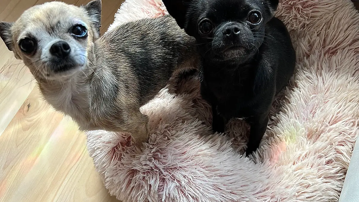 Coco und Cooper sitzen zusammen im Körbchen.