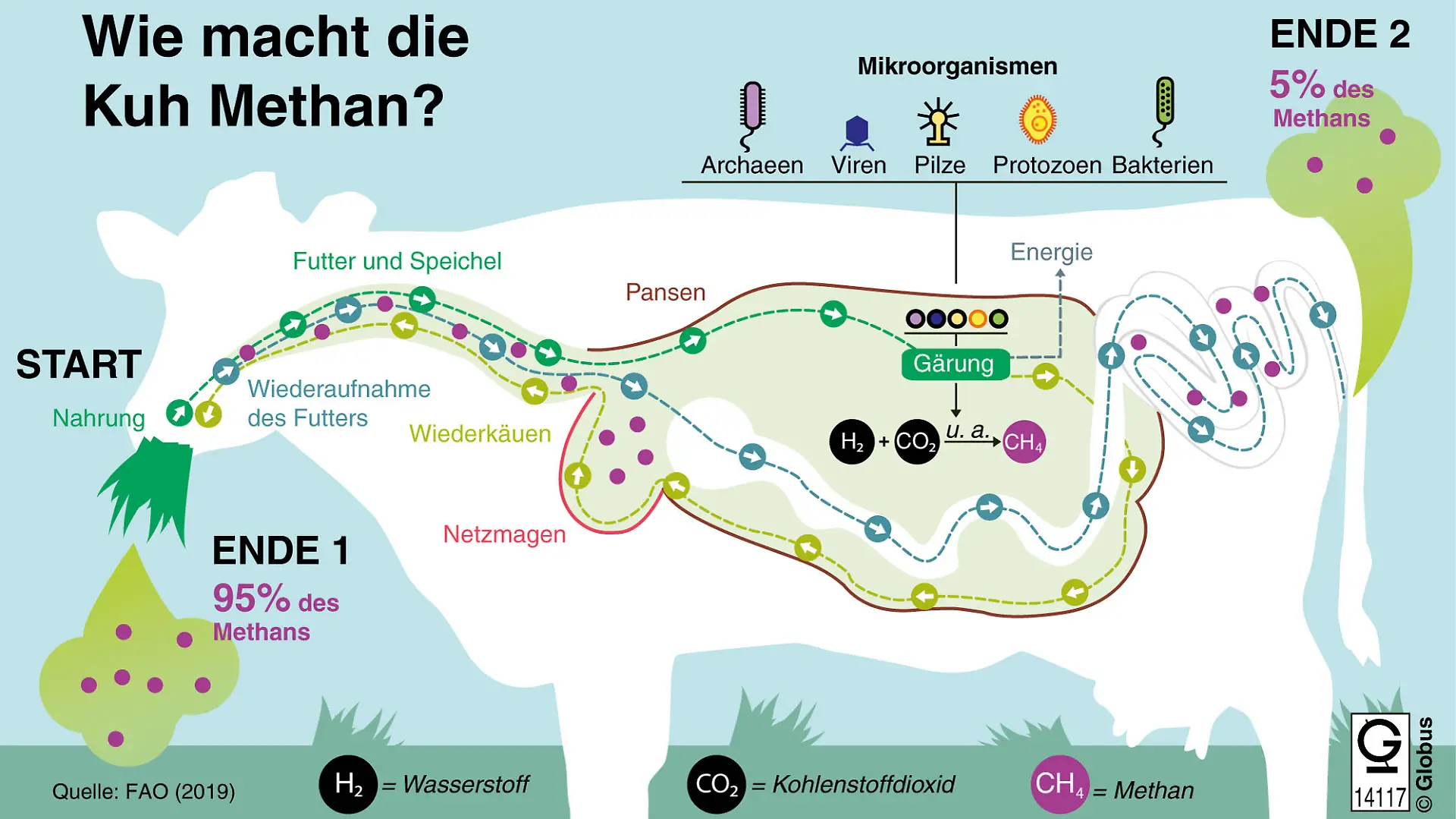 Kühe, Rinder, Ziegen, Schafe und Büffel sind Wiederkäuer. Sie können schwer verdauliches Essen aus dem Magen zurück ins Maul holen und erneut kauen. Dabei entsteht auch das klimaschädliche Gas Methan. (Den vollständigen Text finden Sie nach dem Download der Hires-Vektor-Datei bzw. der Hires-Datei im PDF-Dokument.) Bei einer Kuh läuft dieser Prozess wie folgt ab: Zunächst schluckt die Kuh die Nahrung mit Speichel hinunter. Sie landet im Pansen. Nach einer Zeit holt die Kuh es durch den Netzmagen wieder ins Maul und kaut es erneut. Erst danach wird es weiter verarbeitet. Doch was passiert zuvor mit dem Futter? Um die Nährstoffe zu nutzen, muss die Nahrung von Mikroben zersetzt und fermentiert werden. Mikroben sind beispielsweise Bakterien, Pilze und Urbakterien, sogenannte Archaeen. Durch sie gärt die Nahrung im Magen der Kuh. Dabei wird Zucker freigesetzt und daraus werden kurzkettige Fettsäuren (Azetat, Propionat, Butyrat) produziert. Diese wiederum werden in Energie umgewandelt und in den Körper abgegeben. Die Energie wird unter anderem zur Milchproduktion genutzt. Gleichzeitig produzieren die Mikroben bei der Gärung Gase, unter anderem Wasserstoff (H2) und Kohlenstoffdioxid (CO2). Aus diesen Gasen entsteht durch eine chemische Reaktion Methan (CH4). Wenn der Druck durch die Gase im Inneren der Kuh zu groß wird, stößt die Kuh das Methan aus. Zu 95 Prozent geschieht das durch Rülpsen, zu fünf Prozent durch Blähungen. Grafik: Athanassios Zafirlis, Redaktion: Ginette Haußmann, Datenerhebung: unregelmäßig