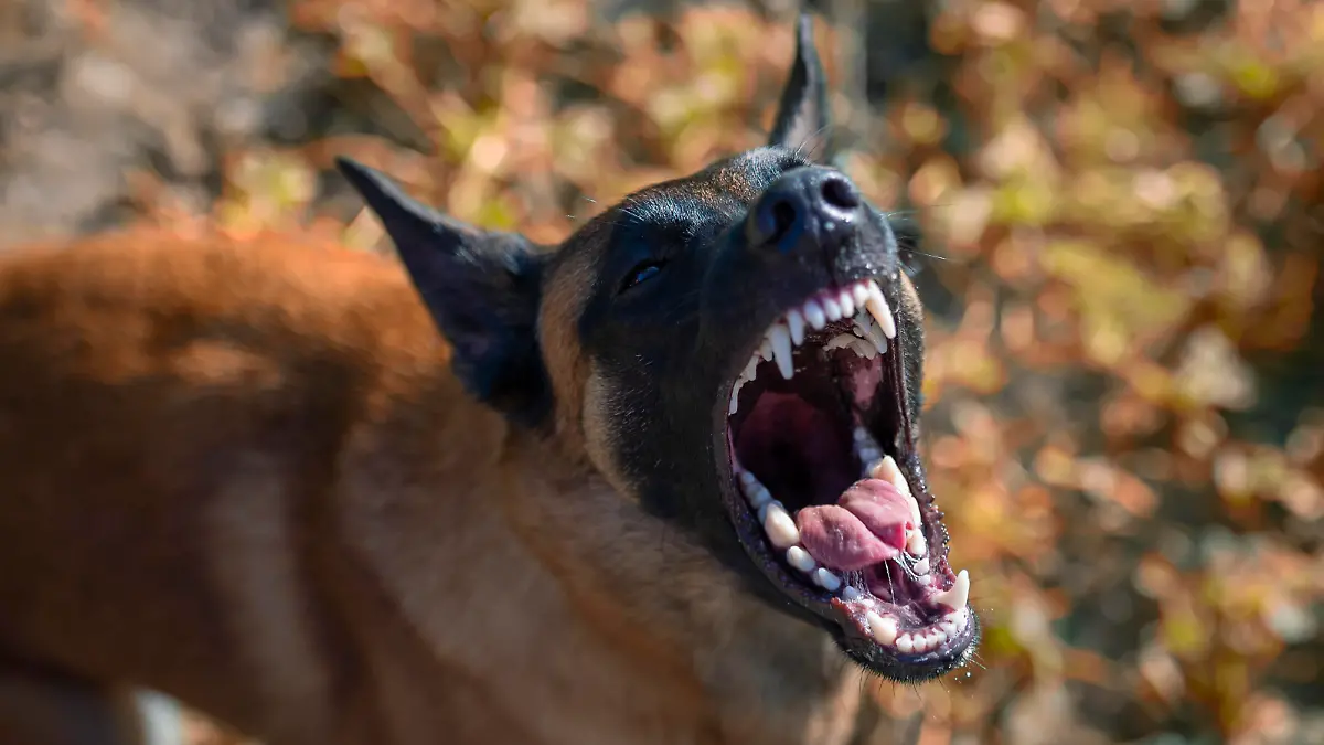 A young Belgian Shepherd Dog, Malinois, barks viciously, baring a row of gorgeous white teeth. The angry dog wrinkles his nose in displeasure.