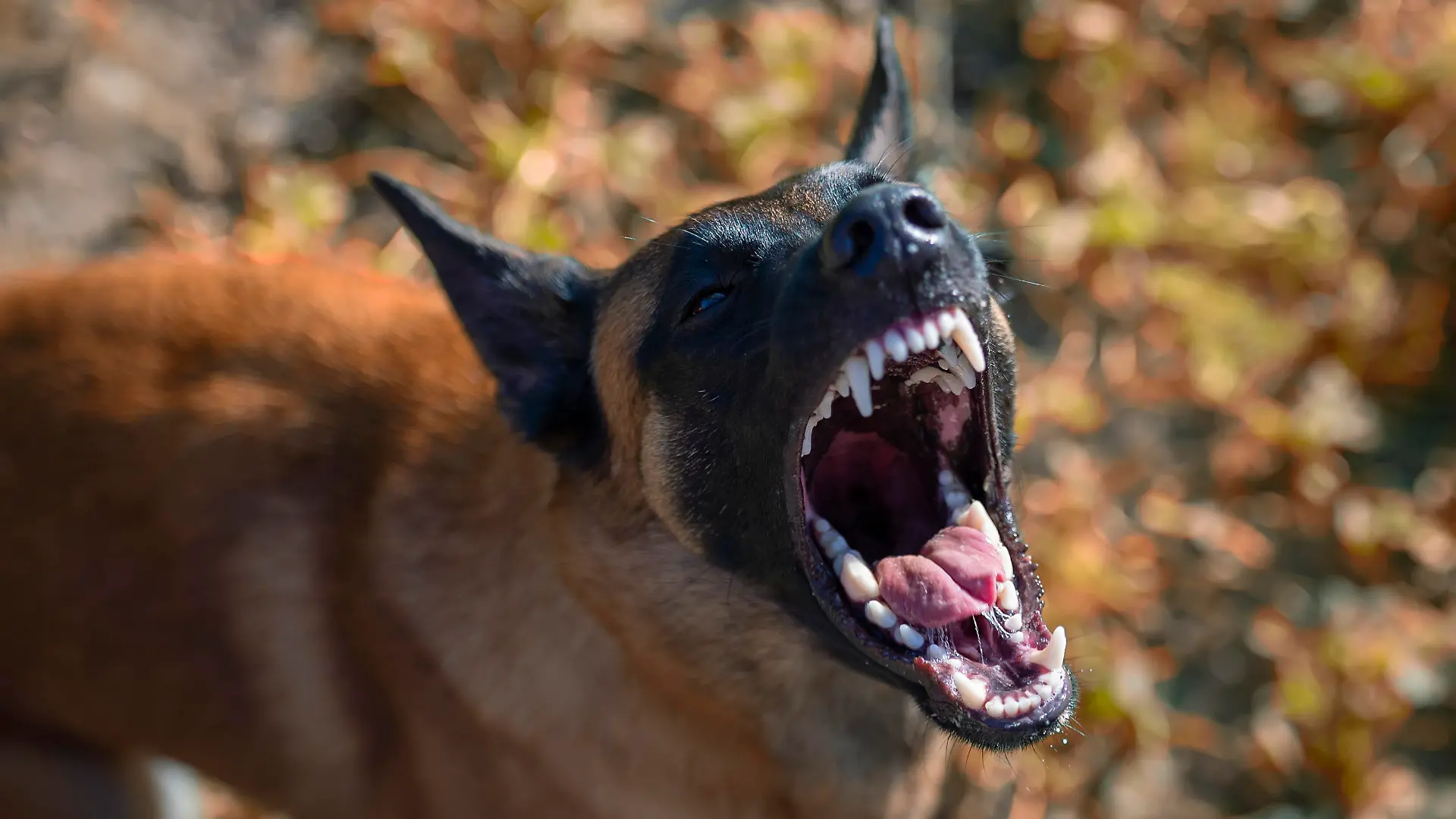 A young Belgian Shepherd Dog, Malinois, barks viciously, baring a row of gorgeous white teeth. The angry dog wrinkles his nose in displeasure.
