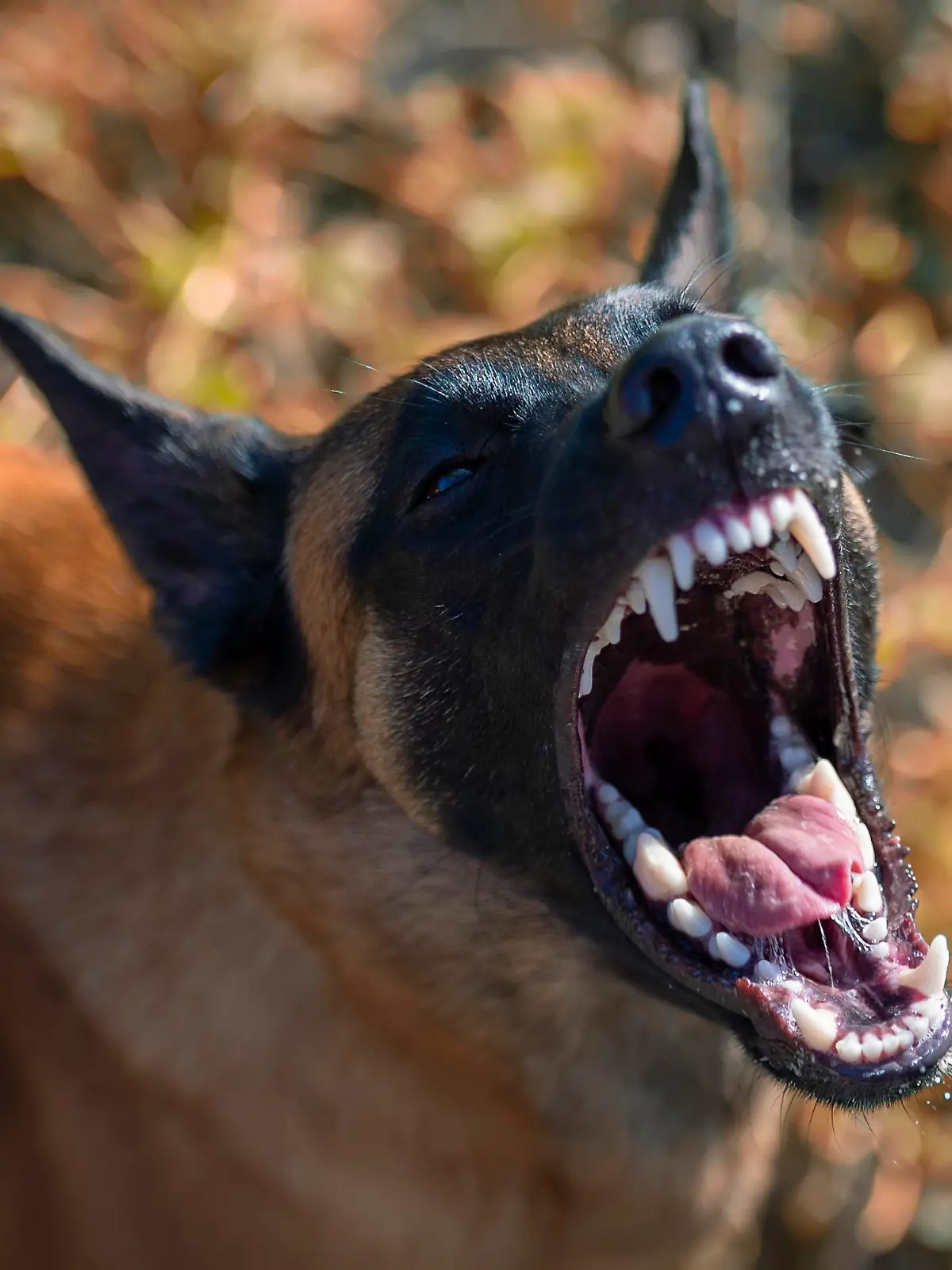 A young Belgian Shepherd Dog, Malinois, barks viciously, baring a row of gorgeous white teeth. The angry dog wrinkles his nose in displeasure.