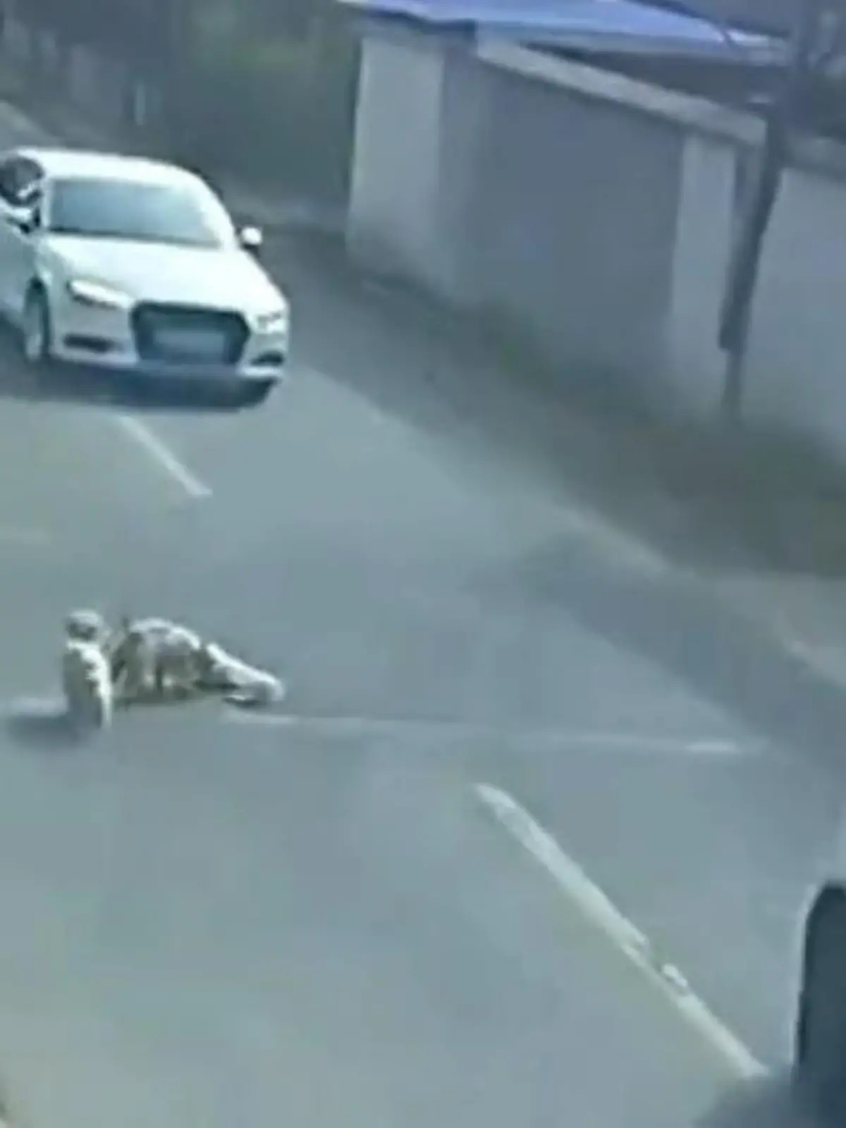 Streuner retten verletzten Hund von Straße.