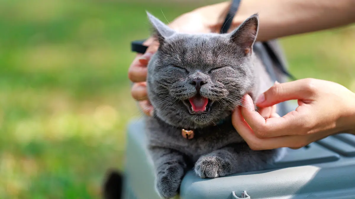 Eine Katze wird von ihrem Besitzer an den Ohren gestreichelt.