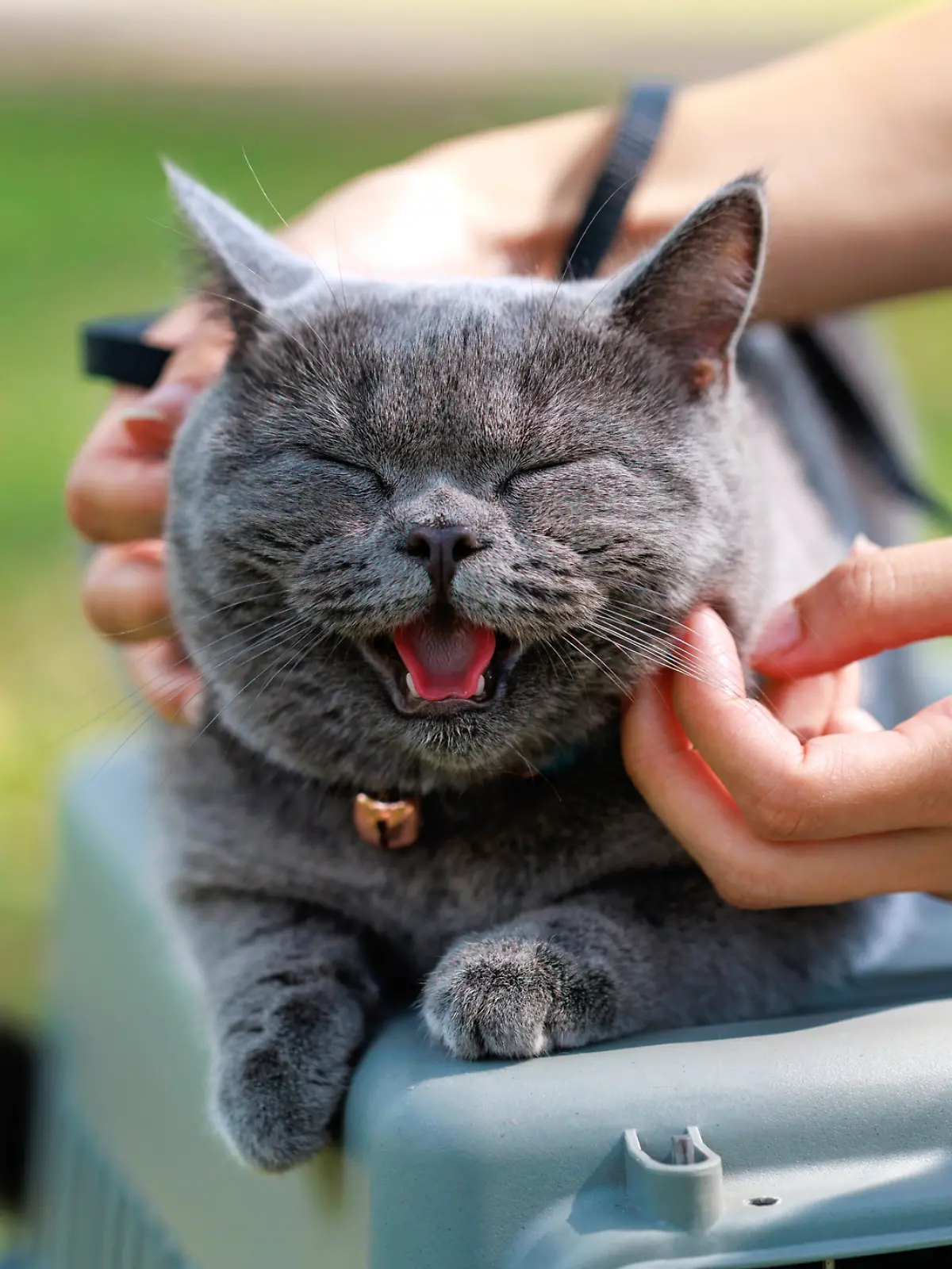 Eine Katze wird von ihrem Besitzer an den Ohren gestreichelt.