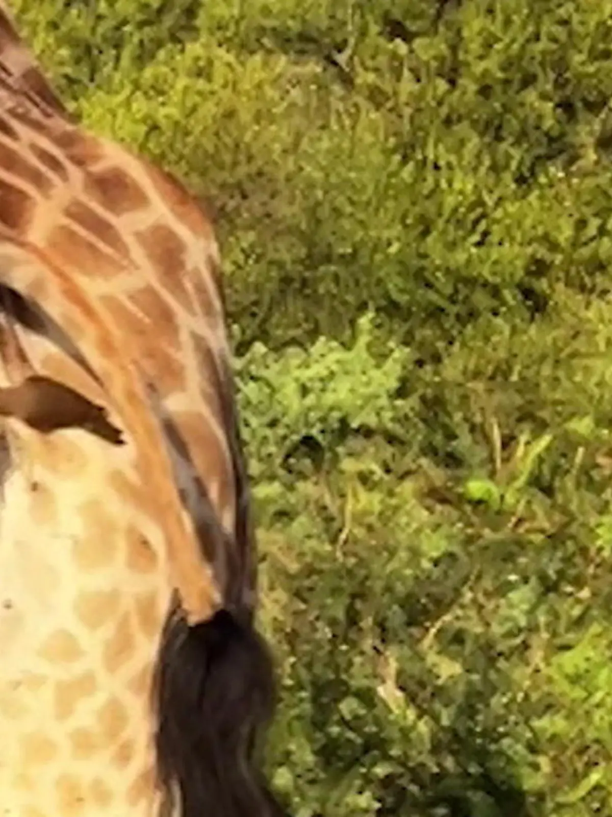 Bild zu: "Giraffe als Futterspender! Popo-Piepmatz pickt Stinkesnack"