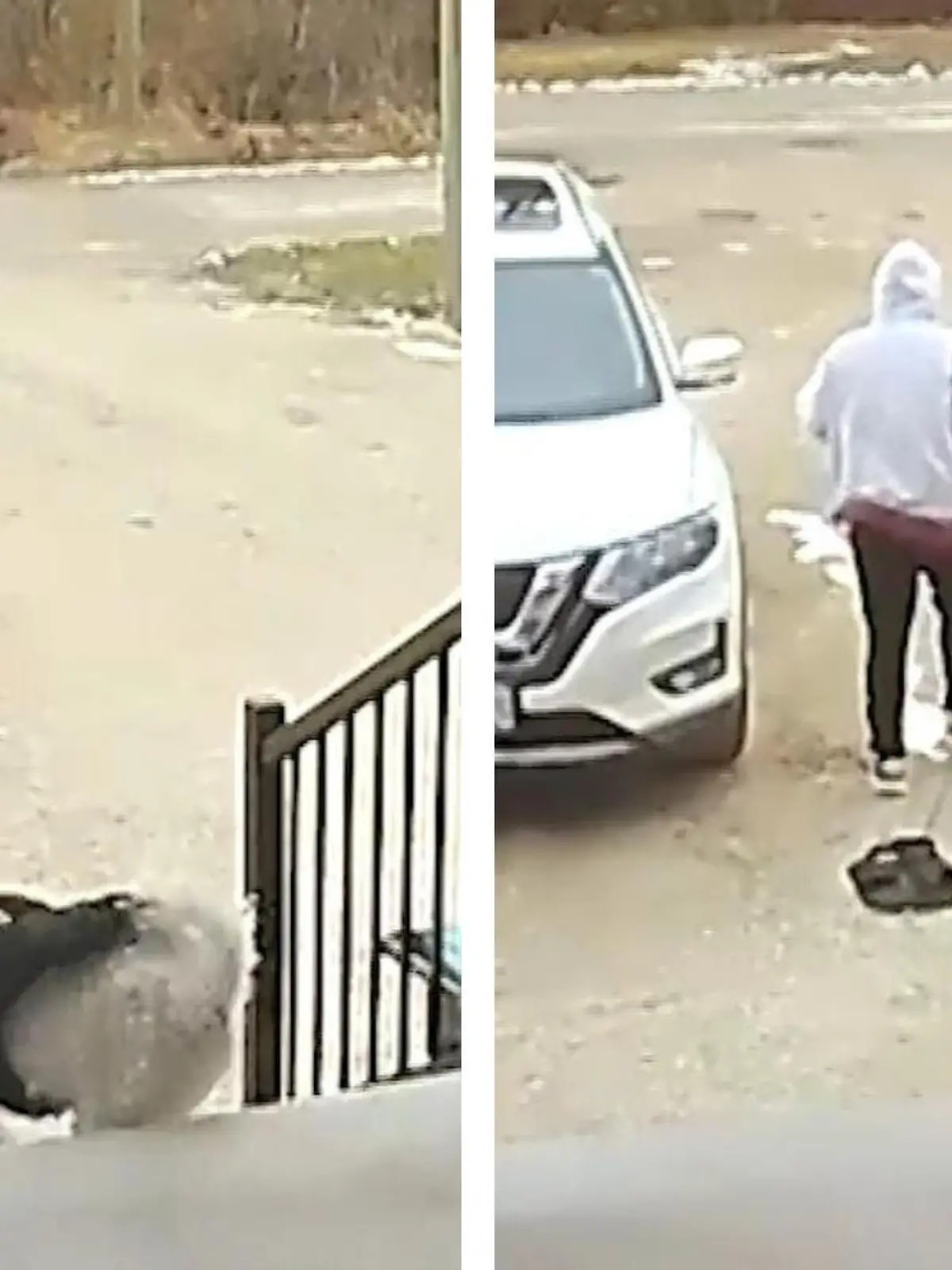 Bild zu: "Kleiner Bruder darf mit Hund raus – und blamiert sich völlig"