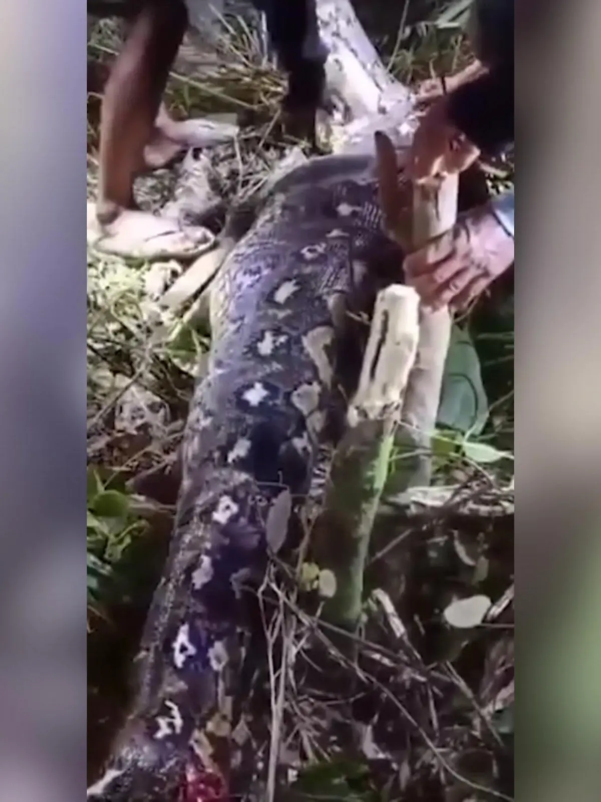 Bild zu: "Acht-Meter-Python verschluckt Mutter (66)"