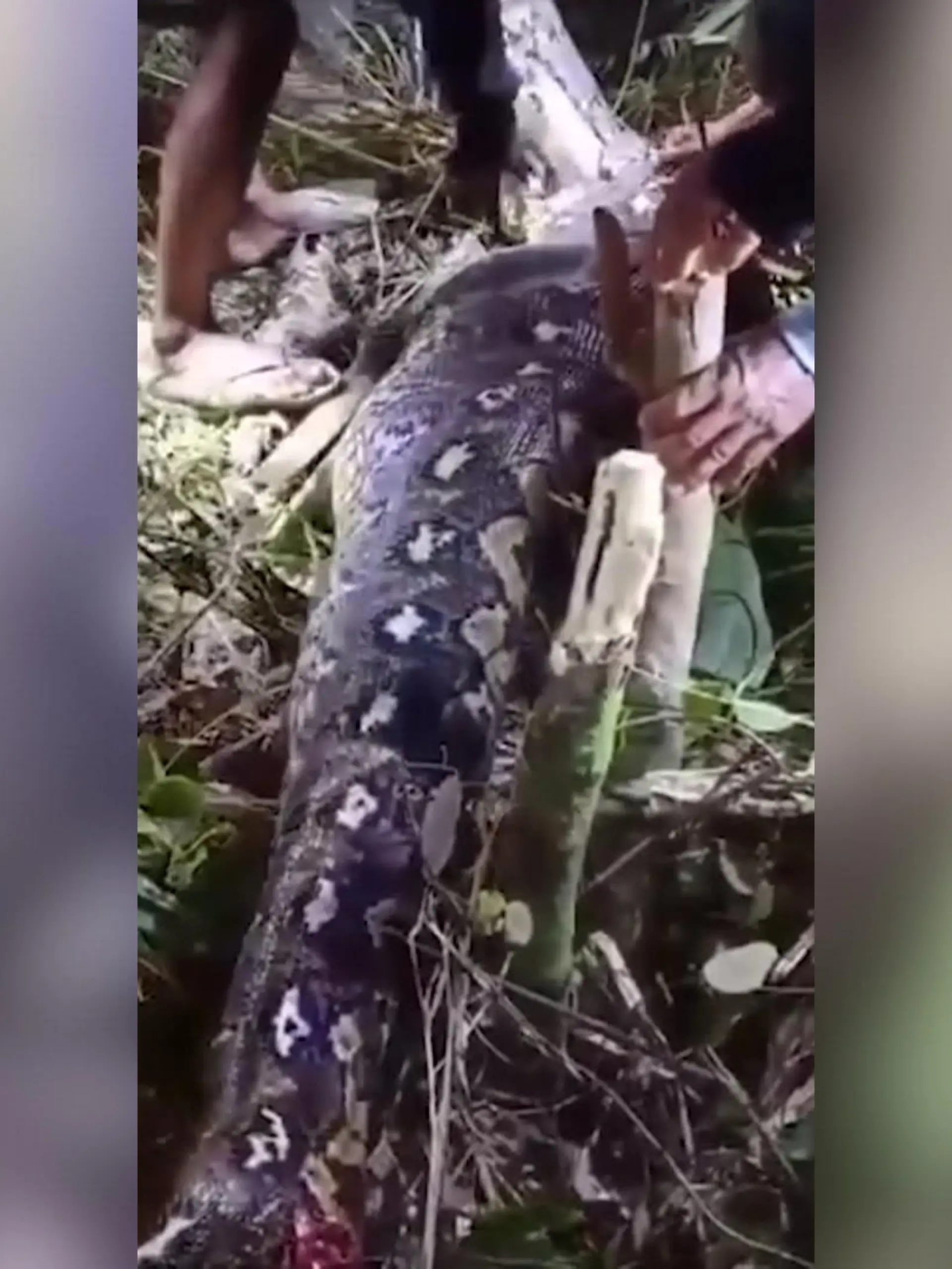 Bild zu: "Acht-Meter-Python verschluckt Mutter (66)"