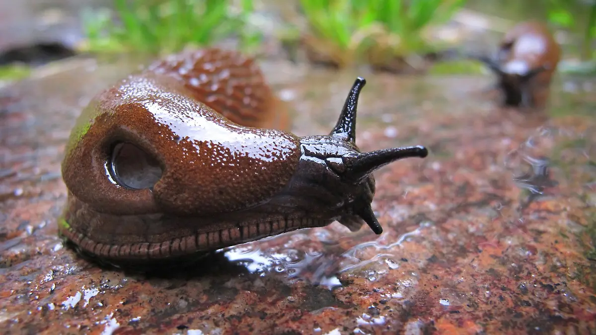 Nacktschnecke