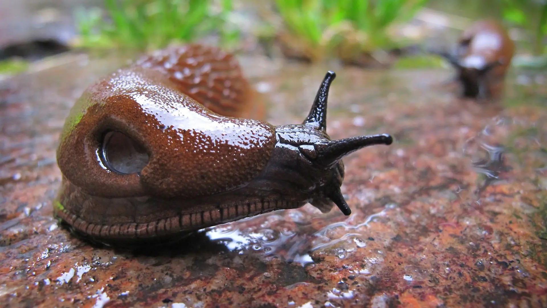 Nacktschnecke