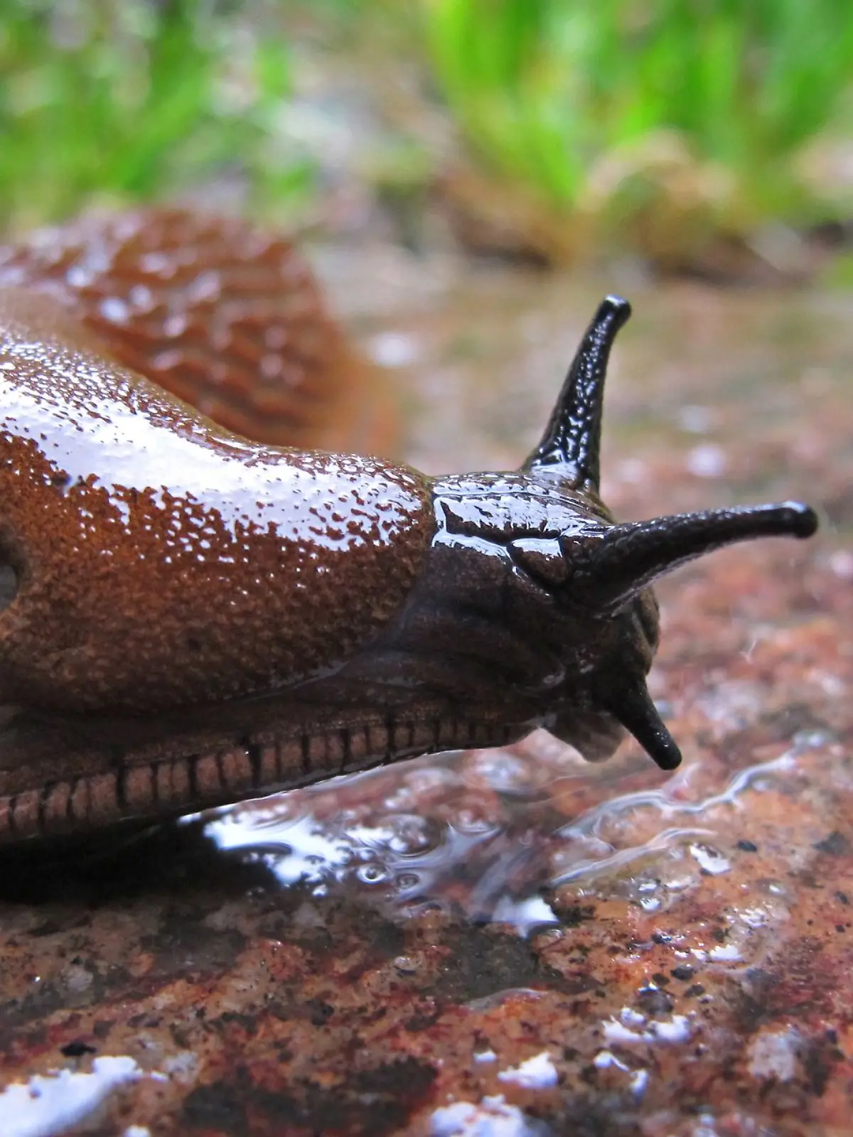 Nacktschnecke