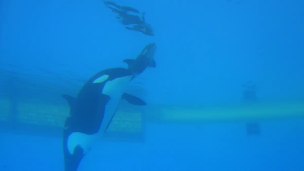 Orca-Dame Morgan hat in einem Tierpark auf Teneriffa ihr Baby bekommen.