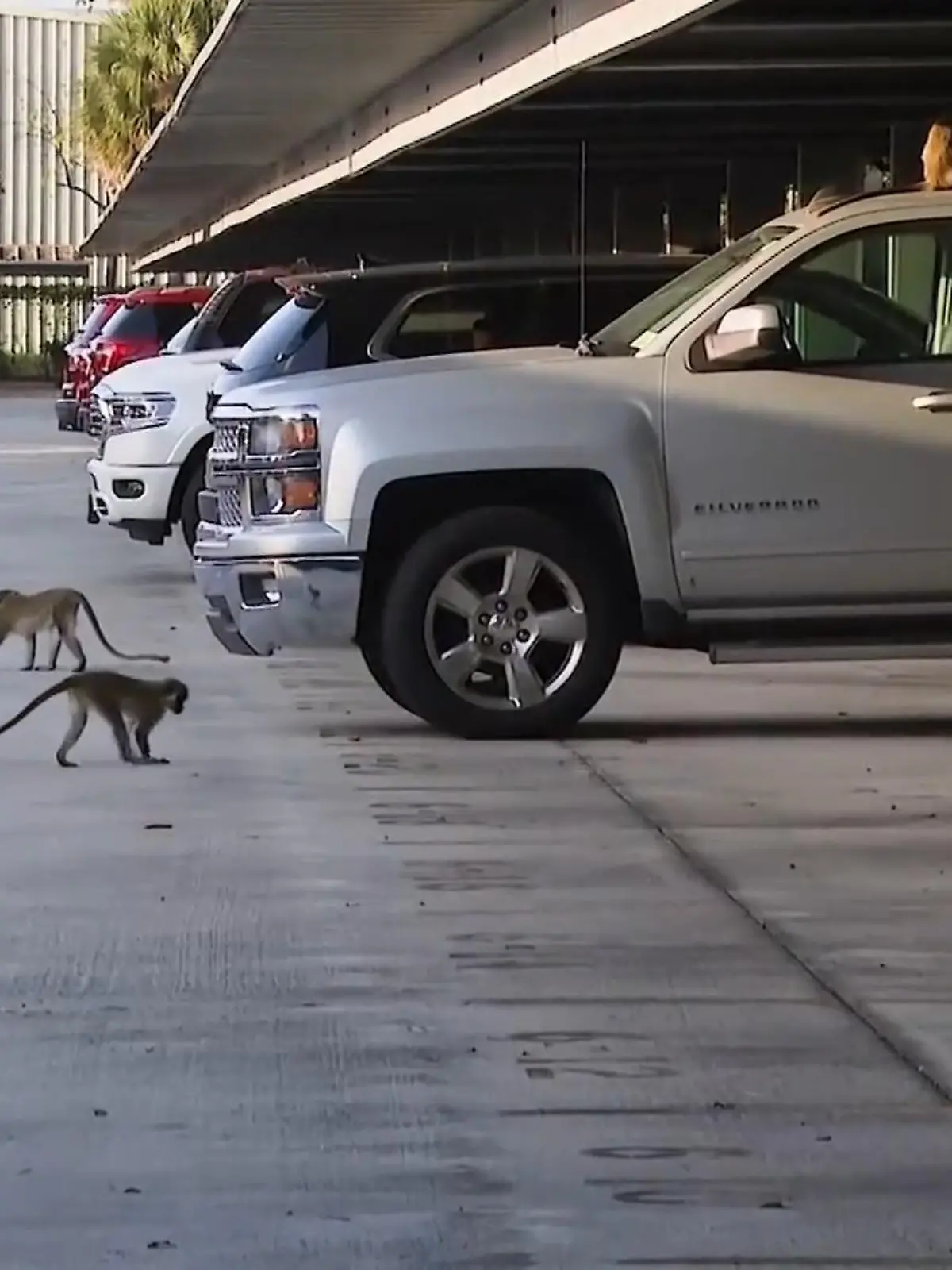 Vor Jahrzehnten sind die Tiere ausgebüxt, seitdem leben sie in einem Wald und dem angrenzenden Parkplatz mitten in Florida, direkt neben einem großen Flughafen. Tierschützer setzen sich für ein Schutzgebiet für die Tiere ein. Und die Affen haben sich an Menschen, Autos und den Fluglärm längst gewöhnt.