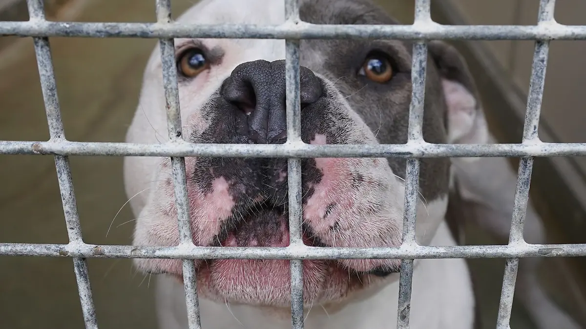American Staffordshire Terrier gelten in Berlin laut Rasseliste als gefährliche Hunde. (Archivbild)
