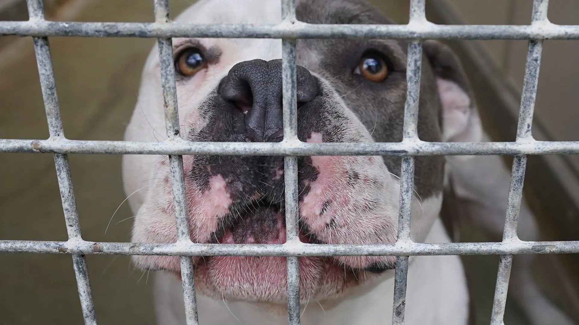 American Staffordshire Terrier gelten in Berlin laut Rasseliste als gefährliche Hunde. (Archivbild)
