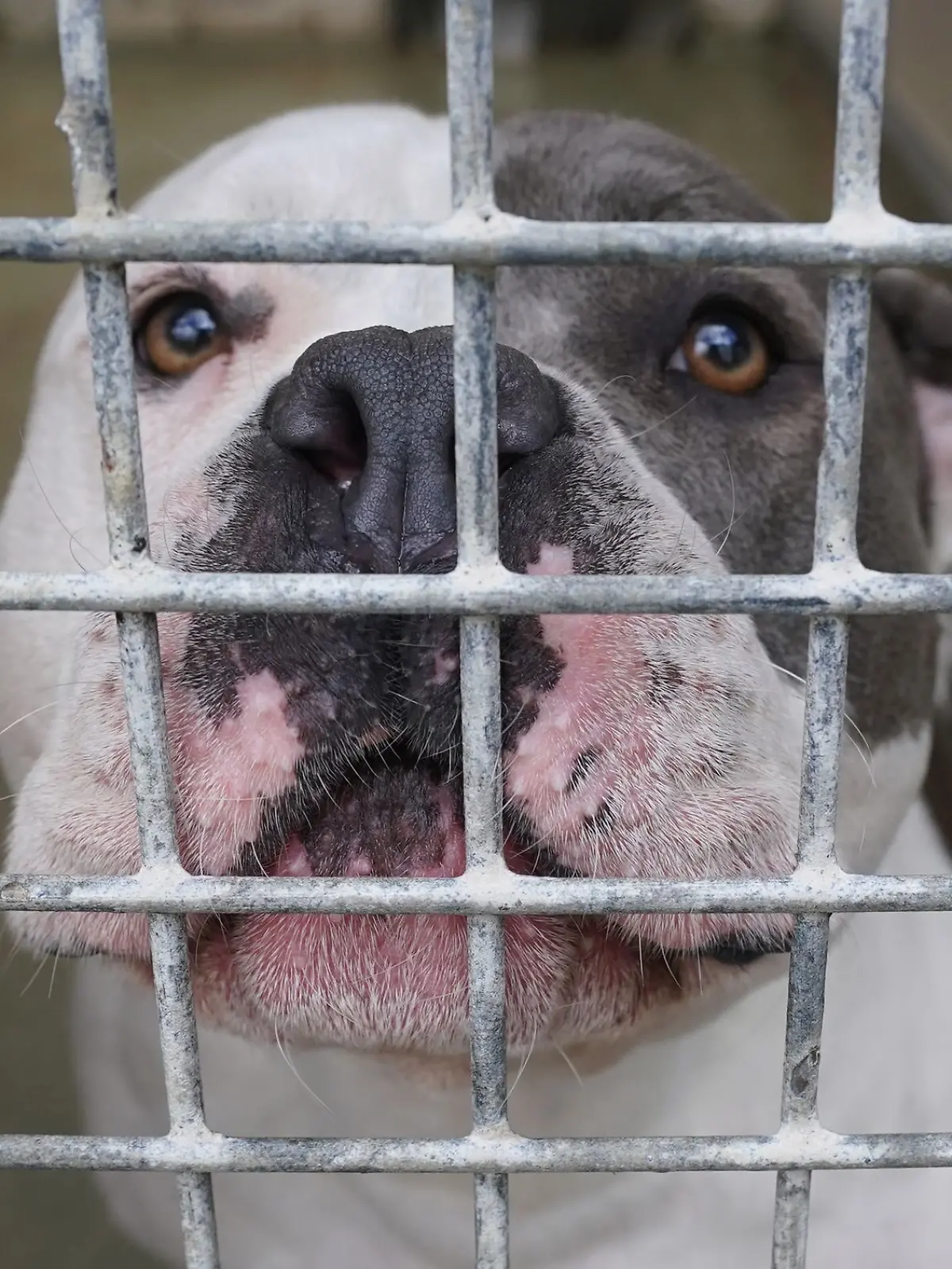 Bild zu: "Terrier beißt Kind ins Gesicht – Junge schwer verletzt"