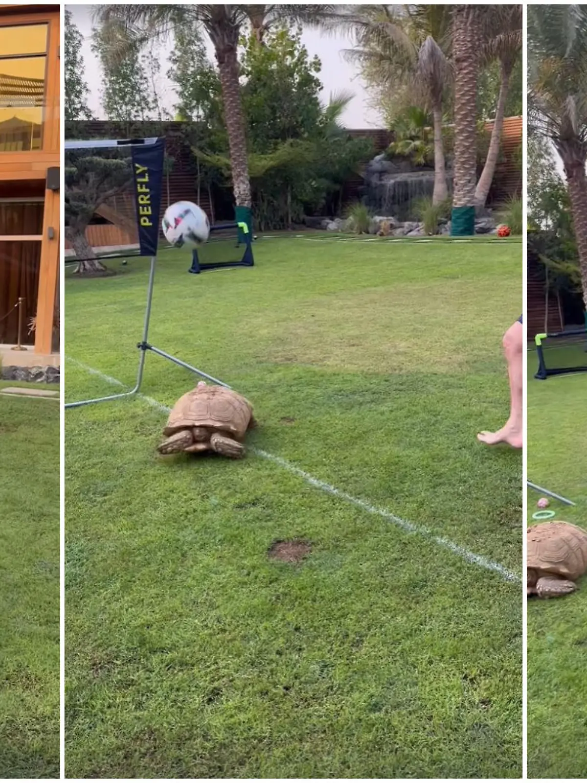 Prinz Marcus von Anhalt schießt auf wehrlose Schildkröte.