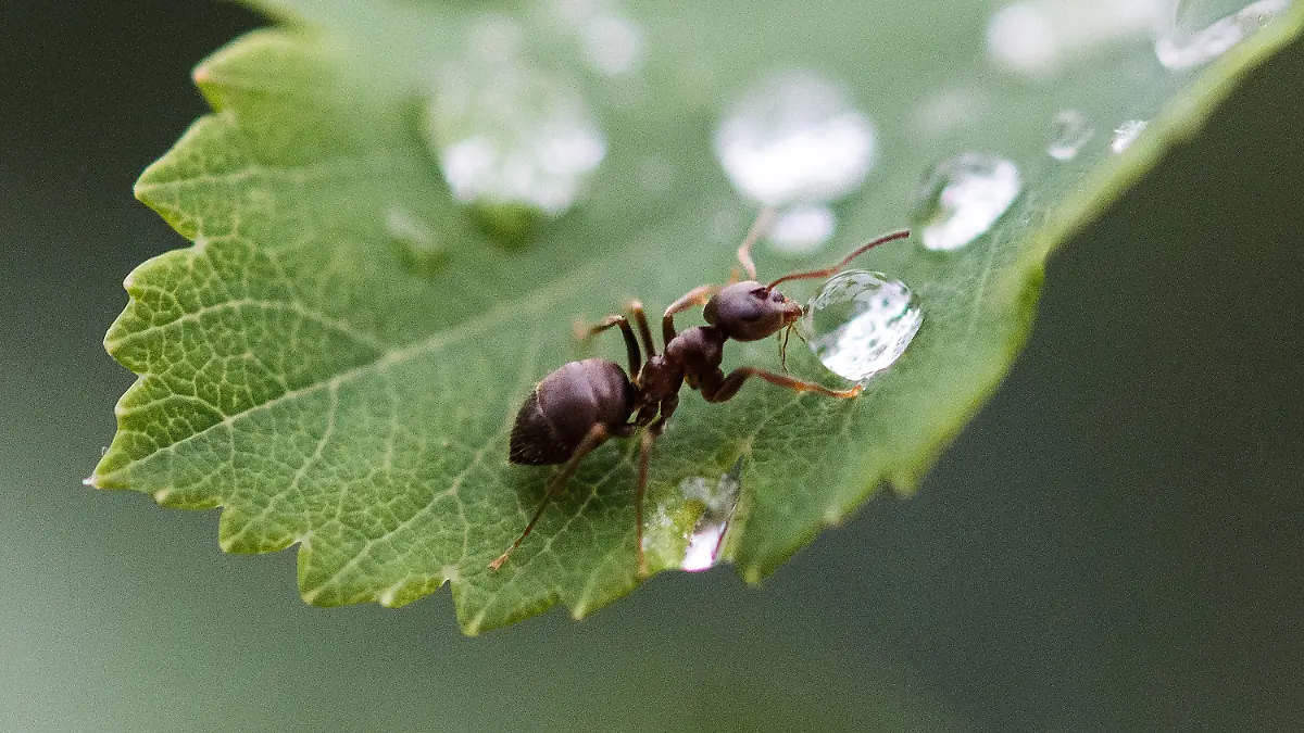 06.06.2018, Baden-Württemberg, Rottweil: Eine Ameise trinkt nach einem Regenschauer von eimem Regentropfen. Foto: Silas Stein/dpa +++ dpa-Bildfunk +++