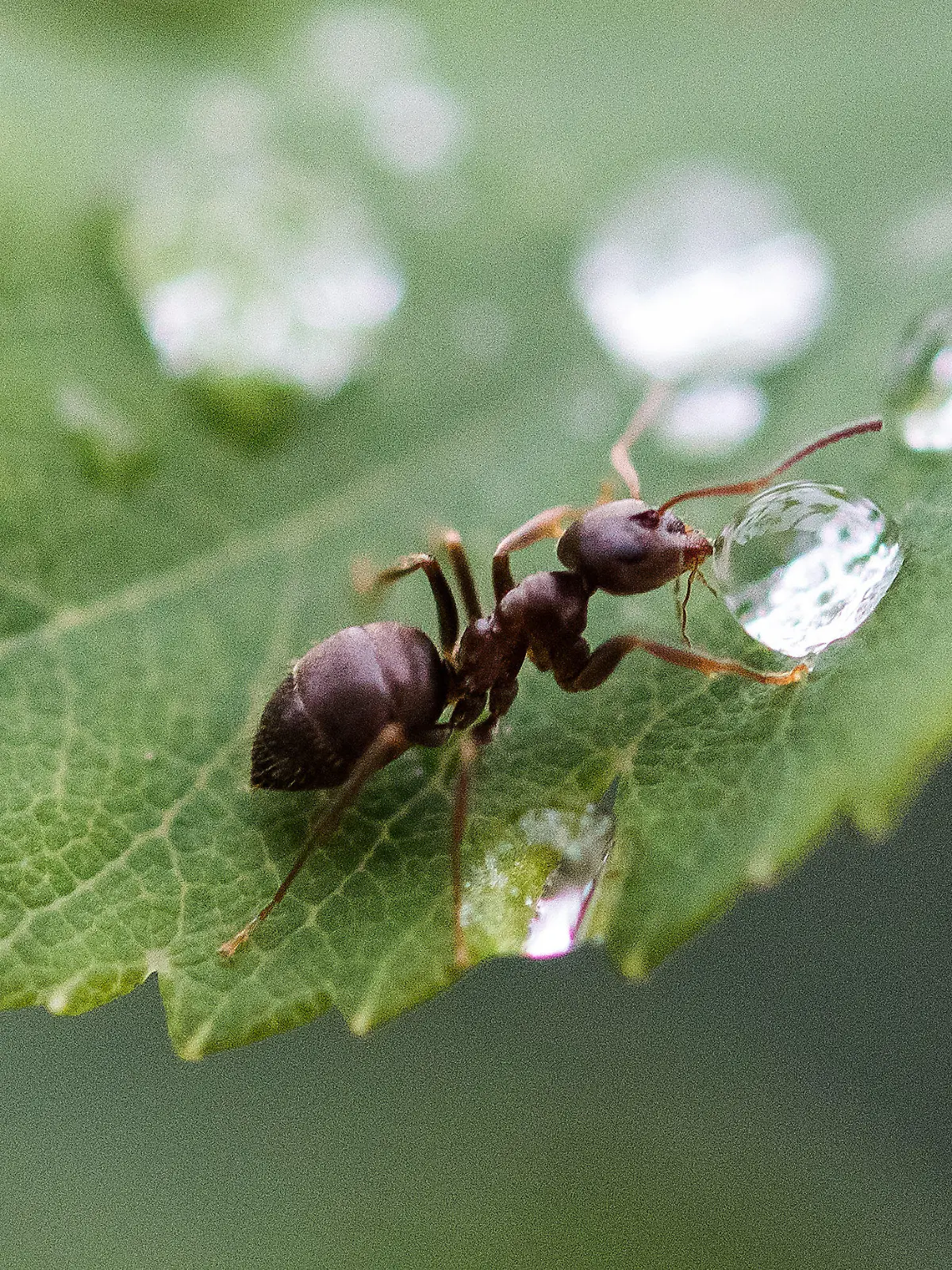 06.06.2018, Baden-Württemberg, Rottweil: Eine Ameise trinkt nach einem Regenschauer von eimem Regentropfen. Foto: Silas Stein/dpa +++ dpa-Bildfunk +++
