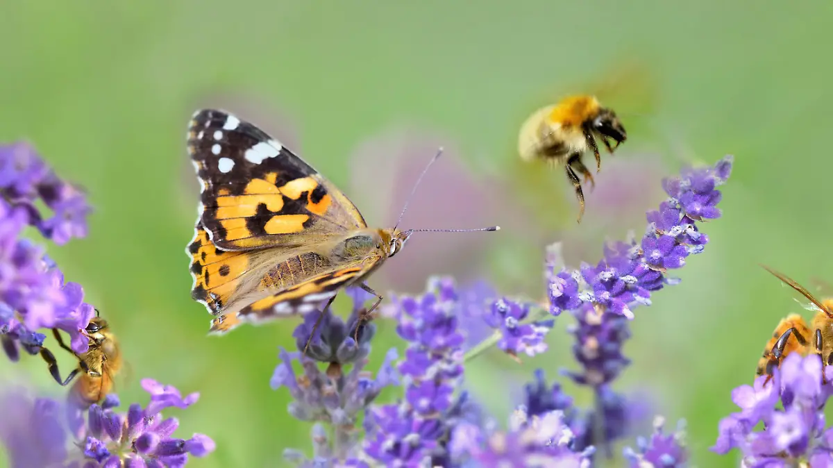 few honeybee and butterfly on lavender flowers in panoramic view