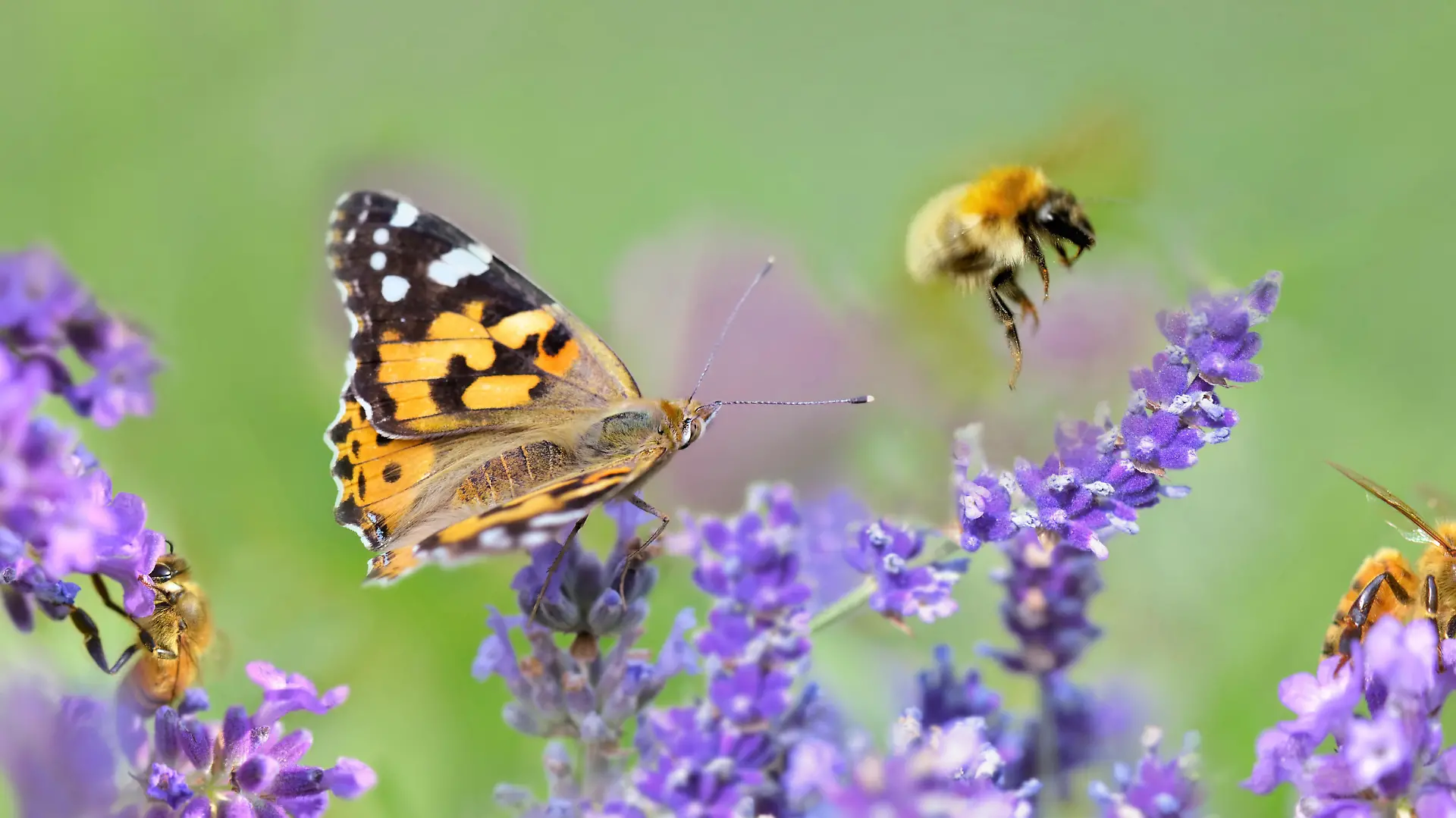 few honeybee and butterfly on lavender flowers in panoramic view