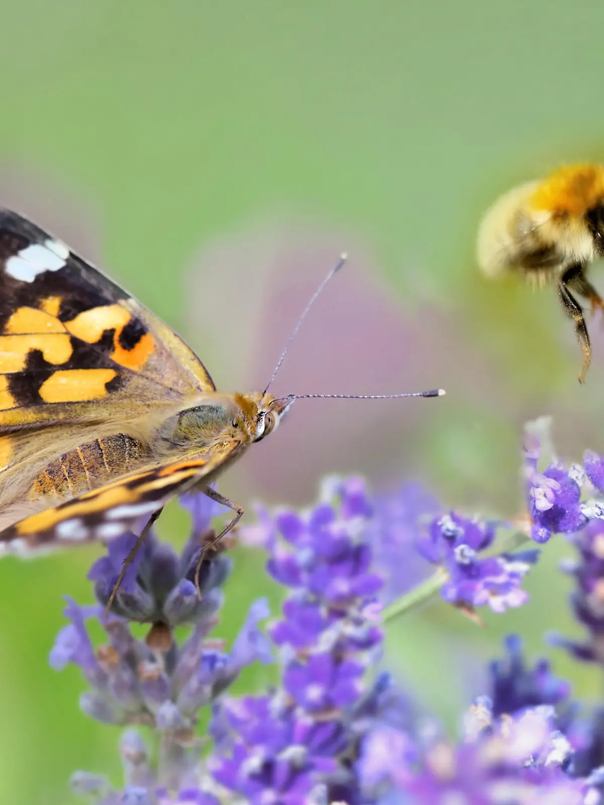 few honeybee and butterfly on lavender flowers in panoramic view