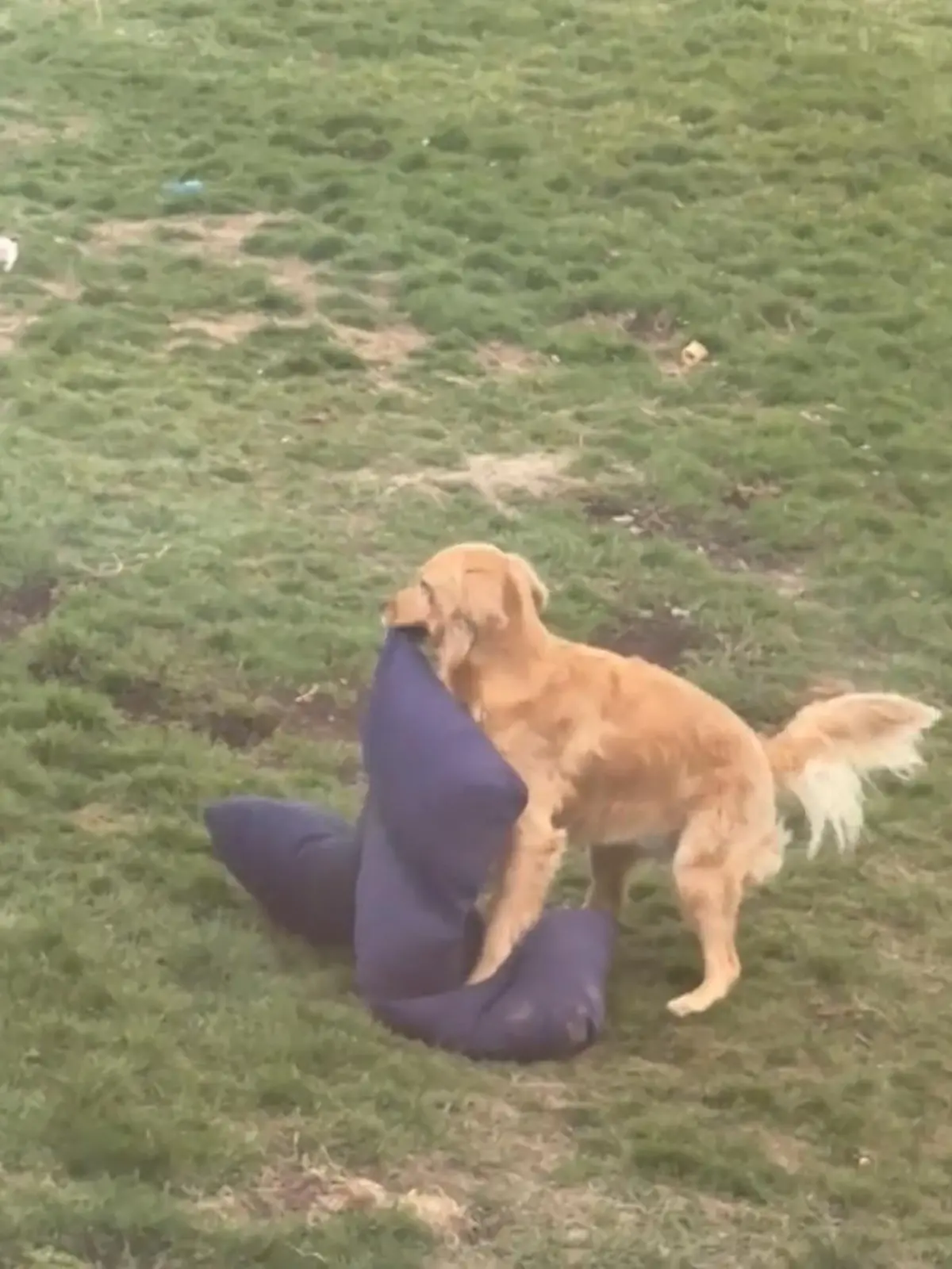 Bild zu: "Horny-Hund rammelt wild drauf los"