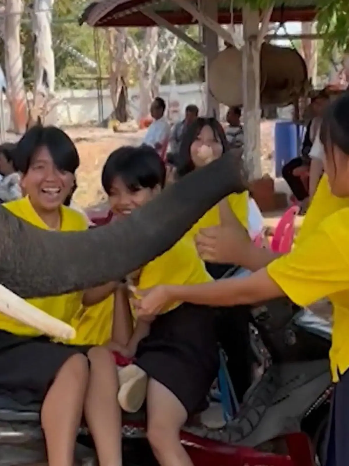 Bild zu: "Riesen-Rüssel schockiert! Elefant lässt Schulkinder schreien"