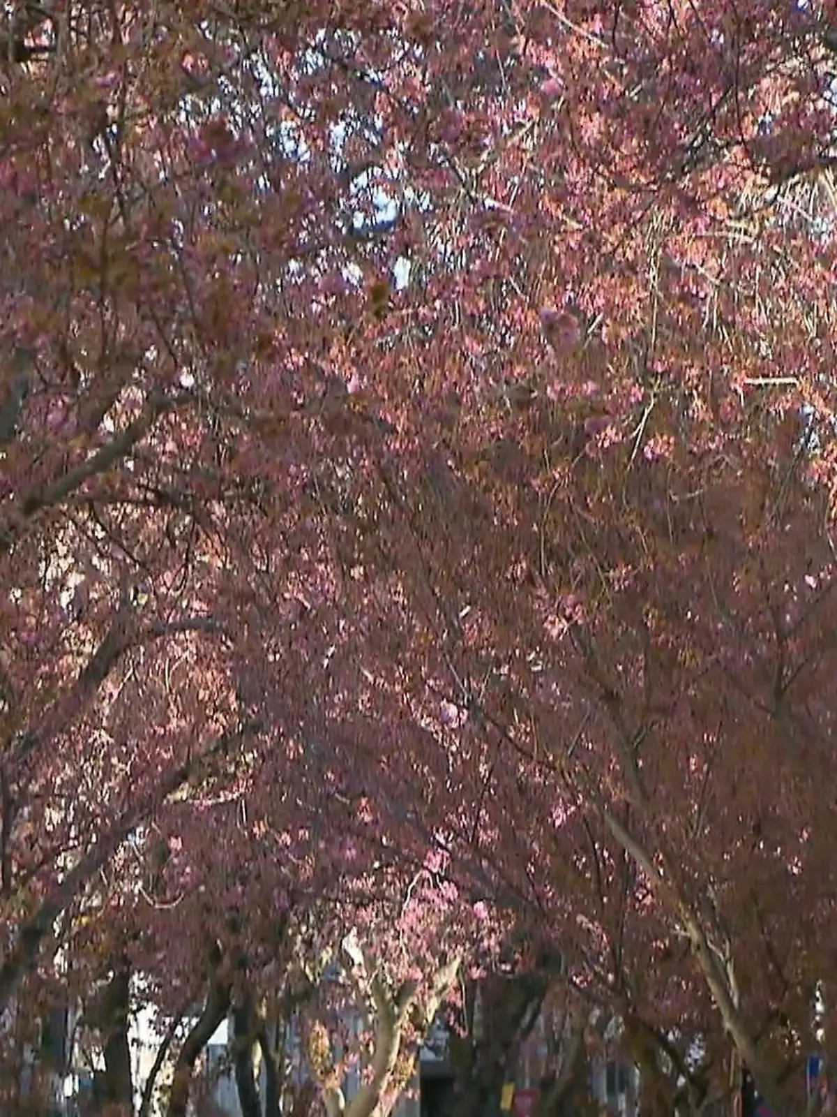Bild zu: "Kirschblüten-Boom in Bonn "
