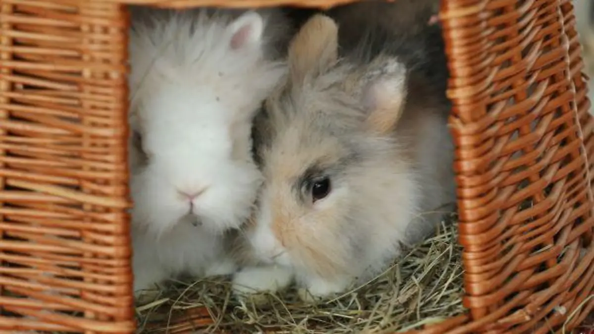 Molly und Anton