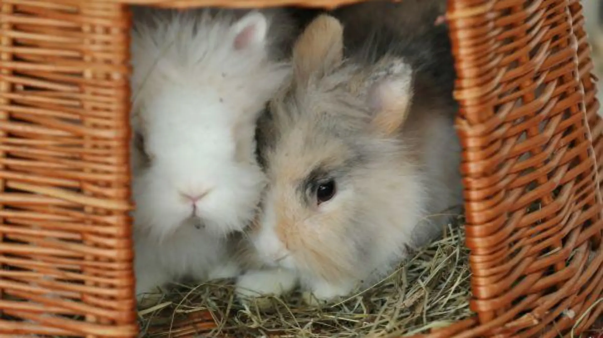 Molly und Anton