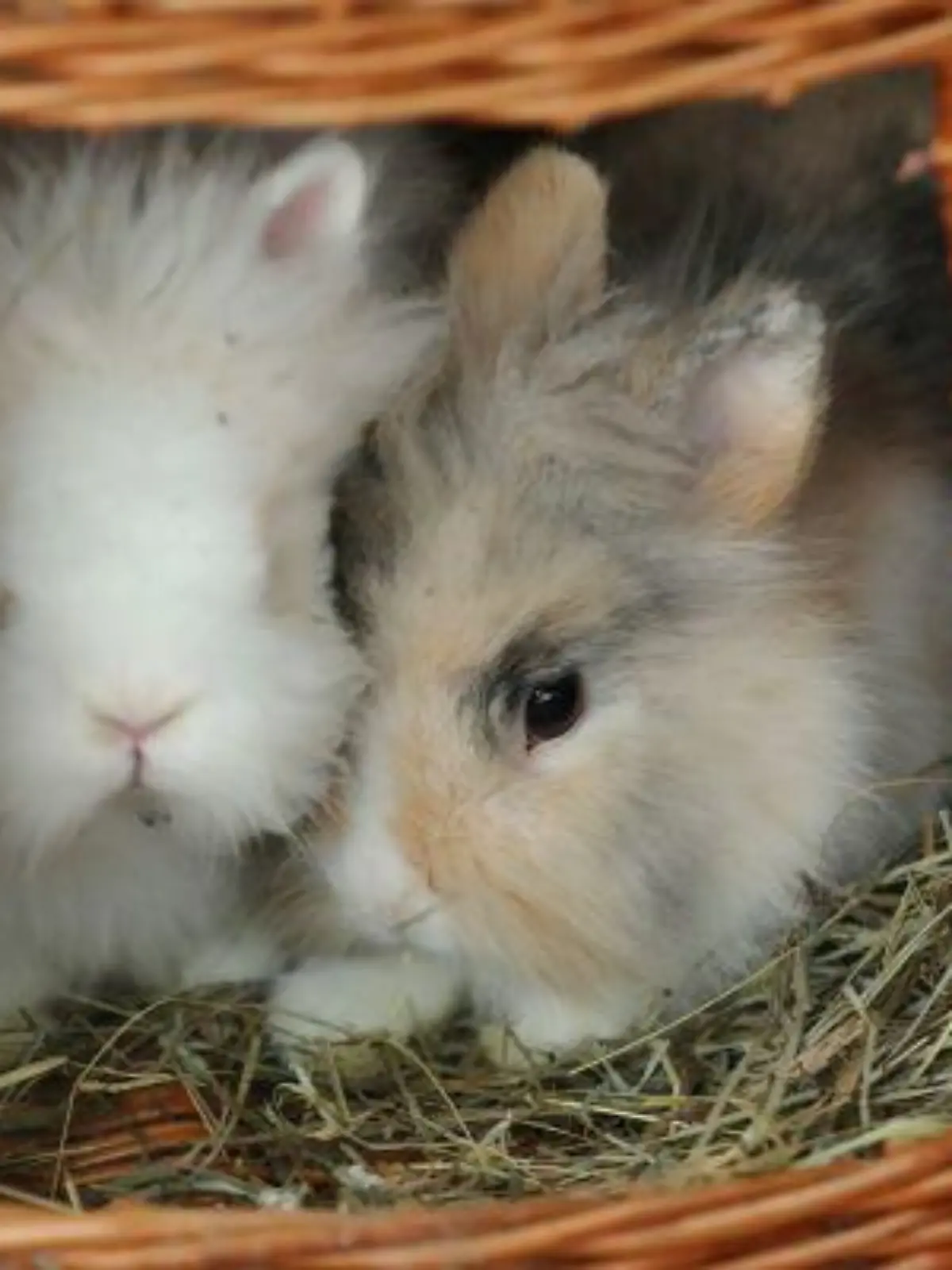 Molly und Anton