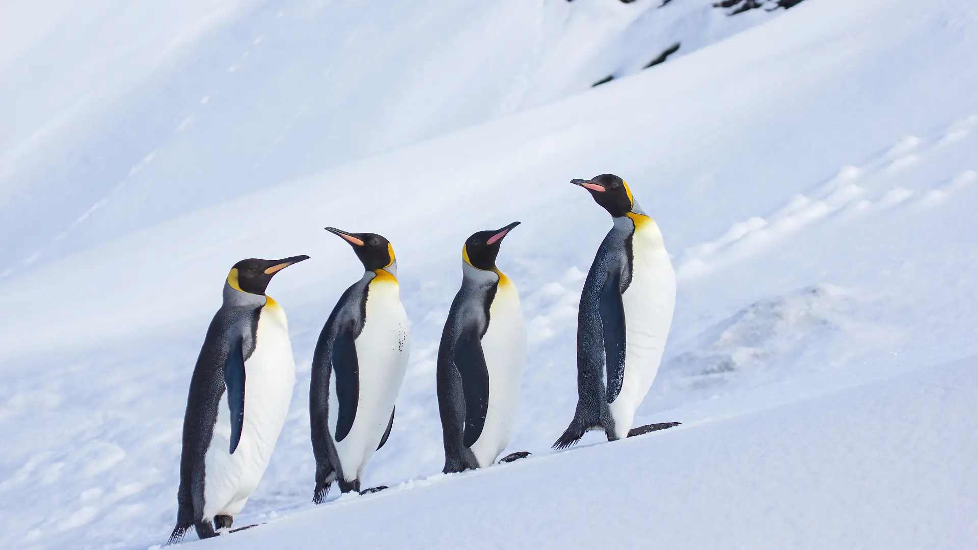 Pinguine