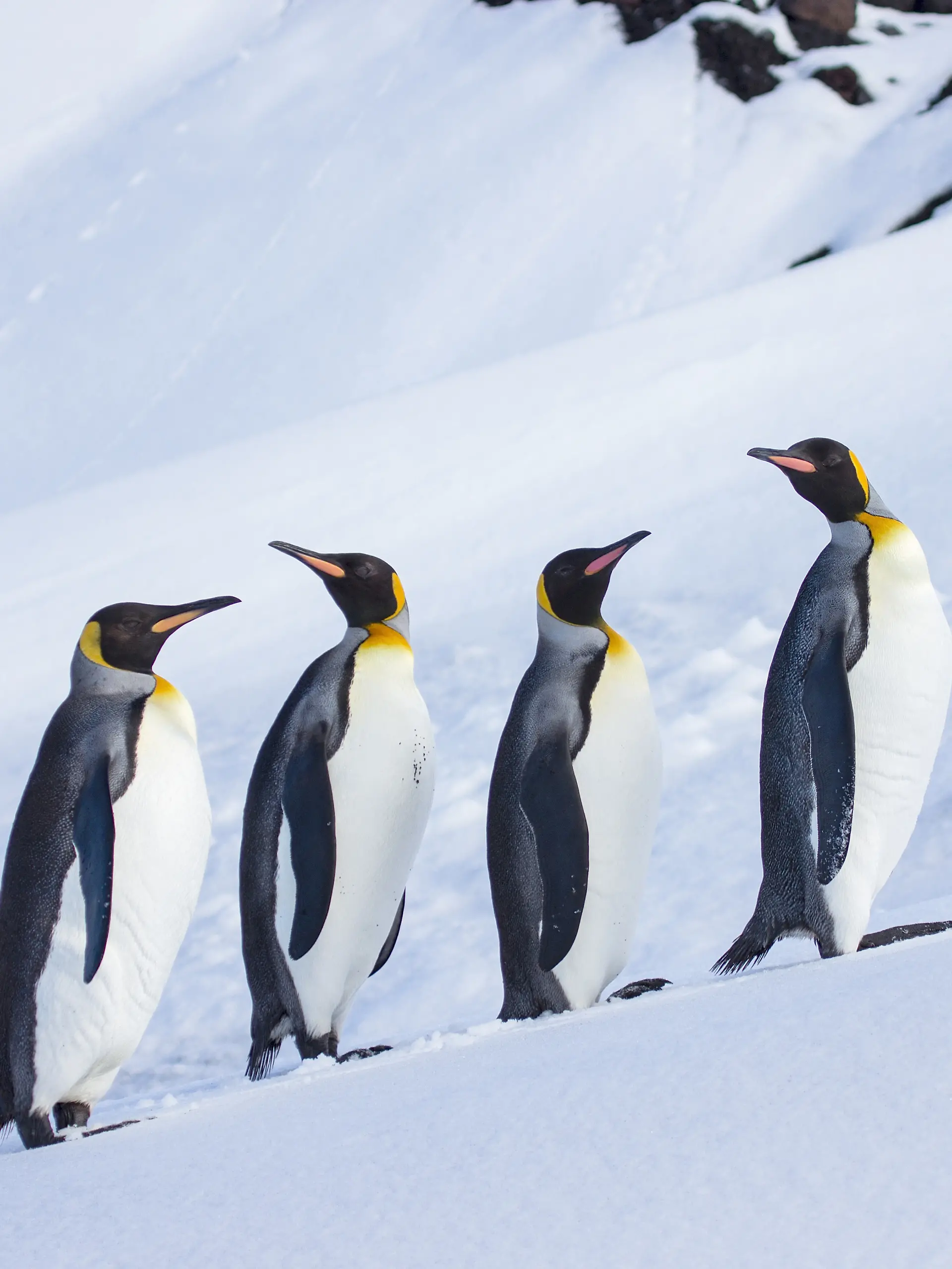 Pinguine