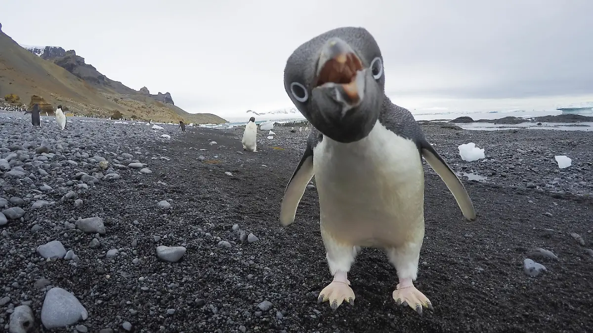 Die Pinguine auf den Heard- und McDonaldinseln müssen sich bald auf 10 Prozent Zölle beim Export in die USA einstellen.