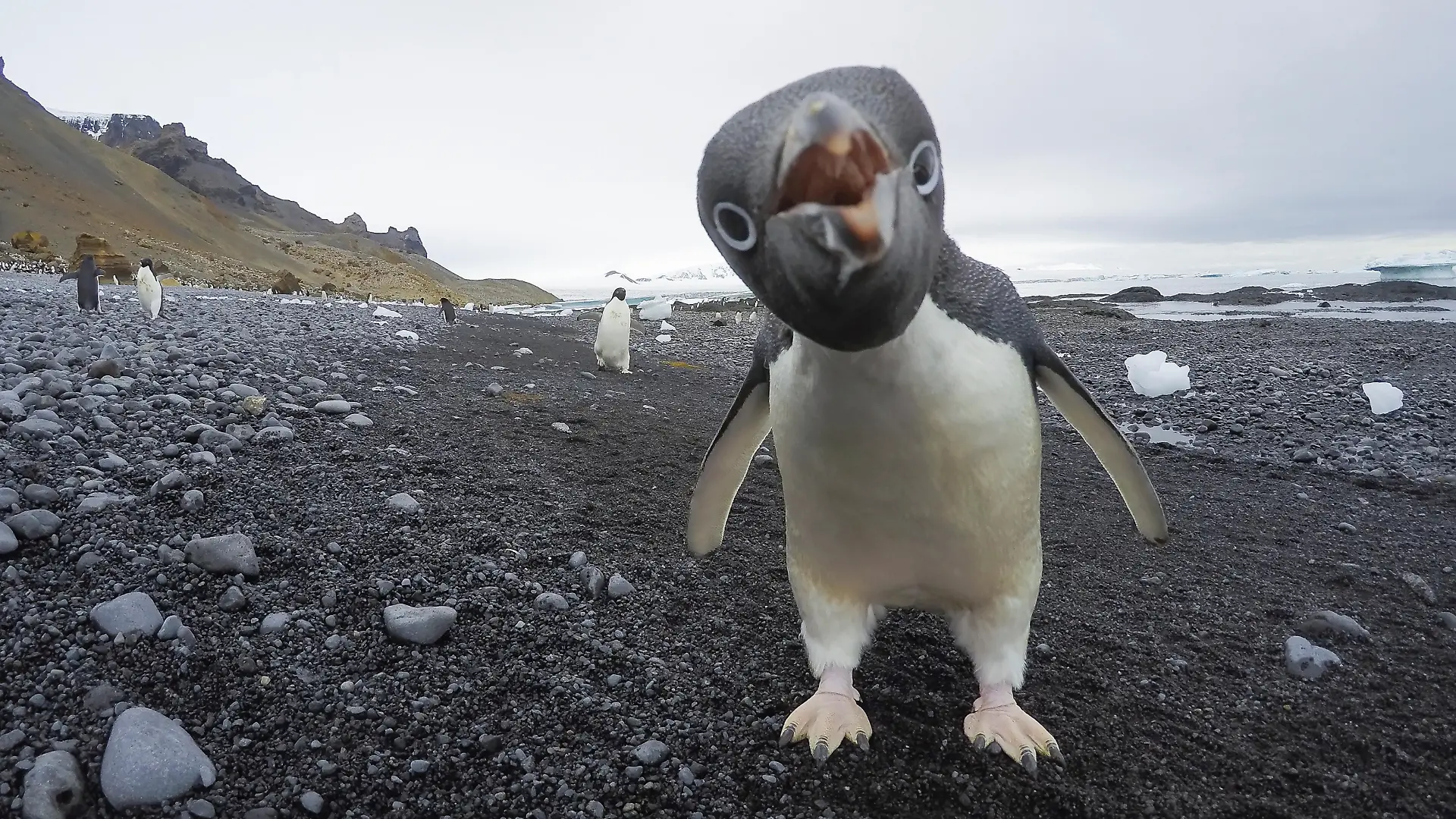 Die Pinguine auf den Heard- und McDonaldinseln müssen sich bald auf 10 Prozent Zölle beim Export in die USA einstellen.