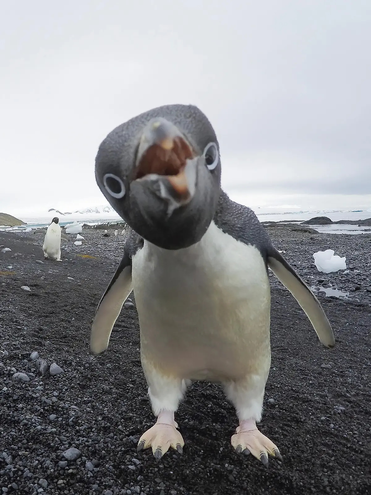 Die Pinguine auf den Heard- und McDonaldinseln müssen sich bald auf 10 Prozent Zölle beim Export in die USA einstellen.